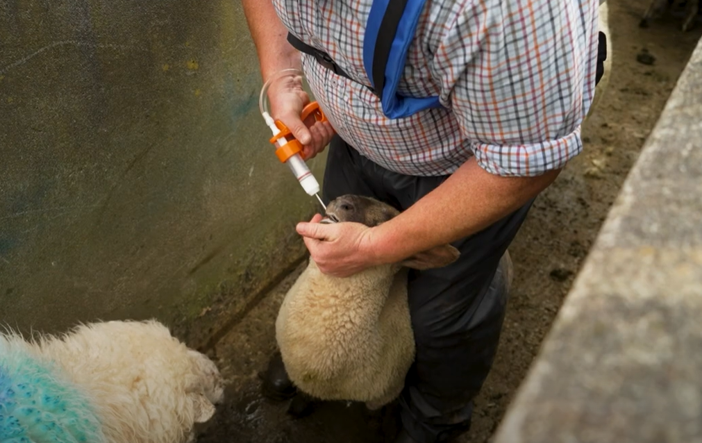 DAFM issues reminder to take care when using animal dosing guns