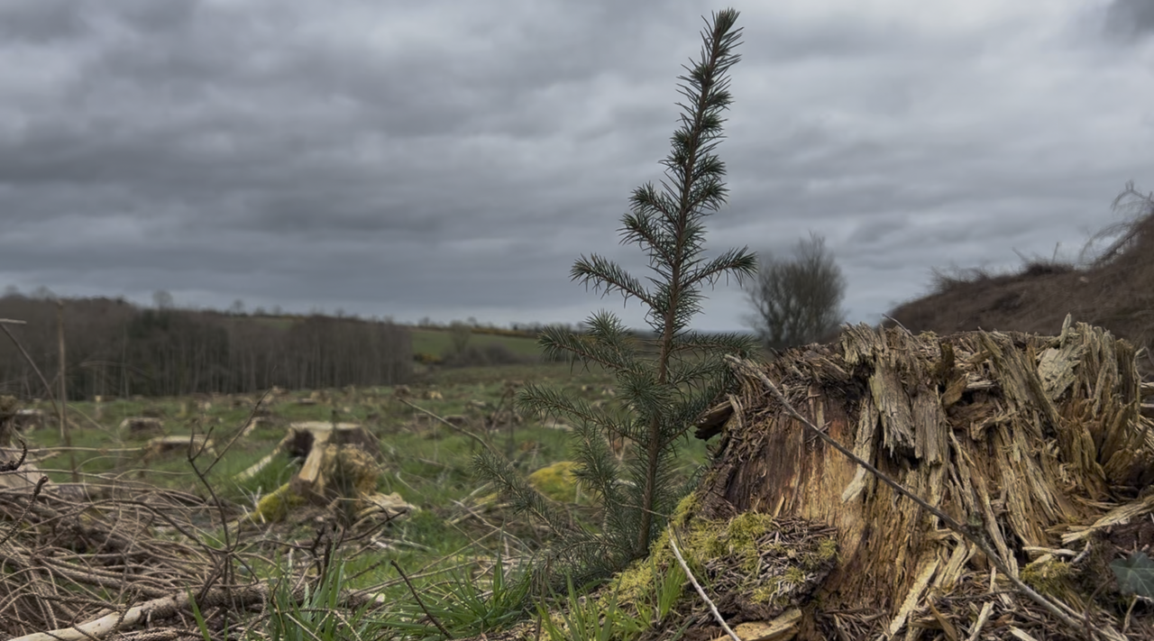 Watch: How are foresters recovering from Storm Éowyn one year on?