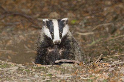 Badger vaccination to replace cull, when time is right - Coveney