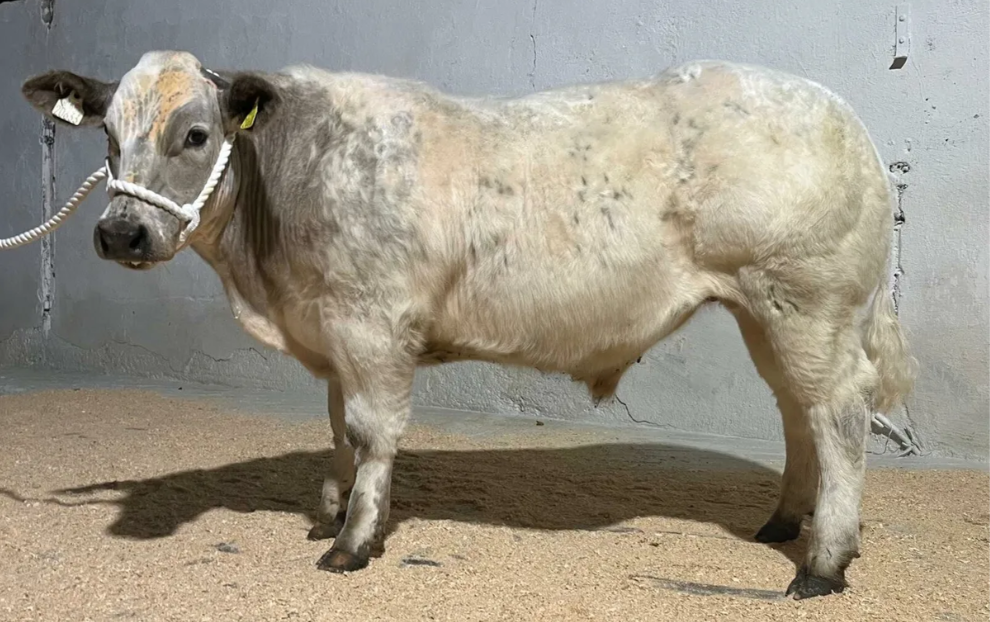 Bullock sold for €12,000 at fundraising event in Cork for young farm accident survivor