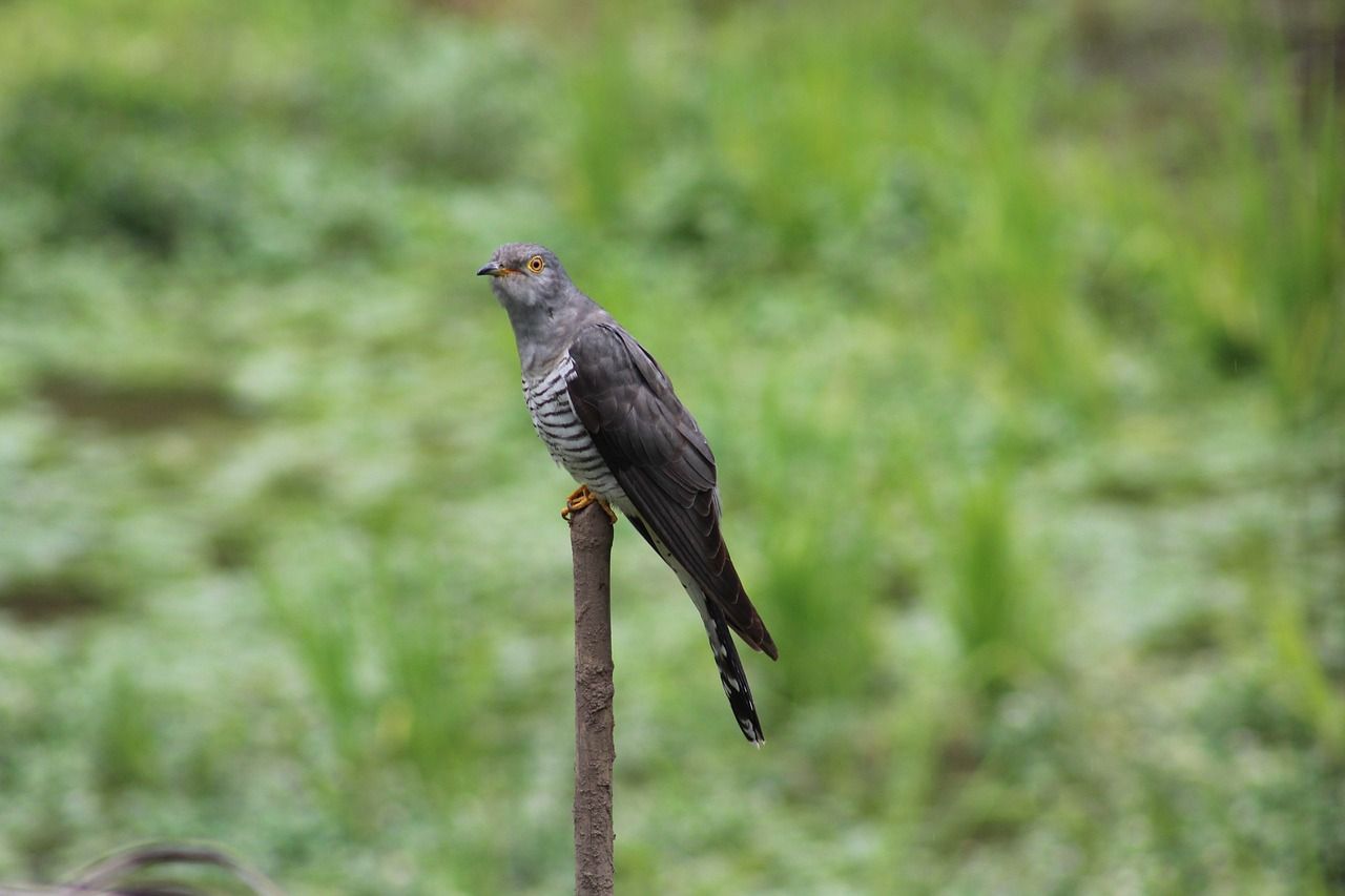 Irish cuckoos to be tracked with satellite tags