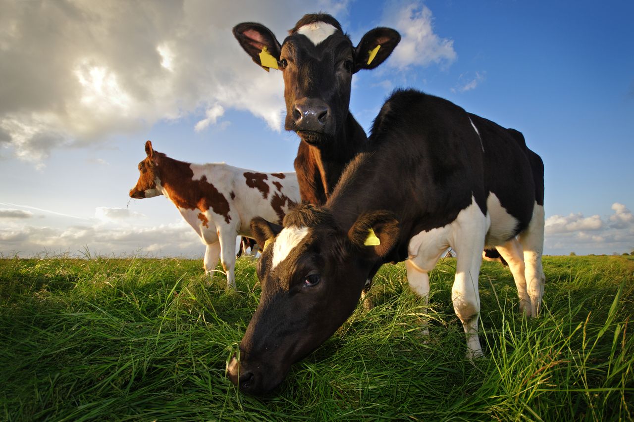 Fine Gael agriculture group proposes new 'partnership' with farmers