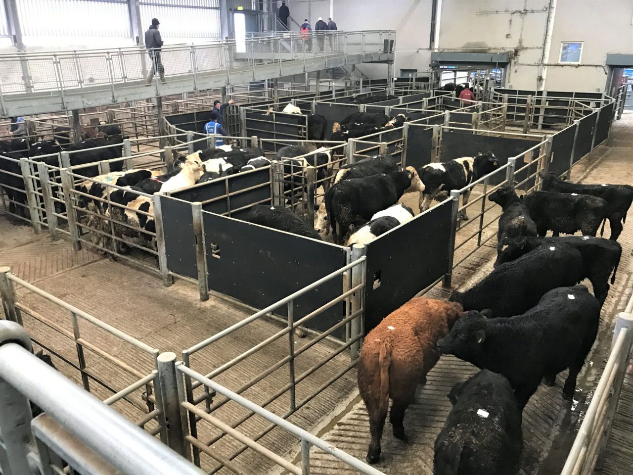 Cattle marts: Feedlot agents and farmers compete for cattle ringside