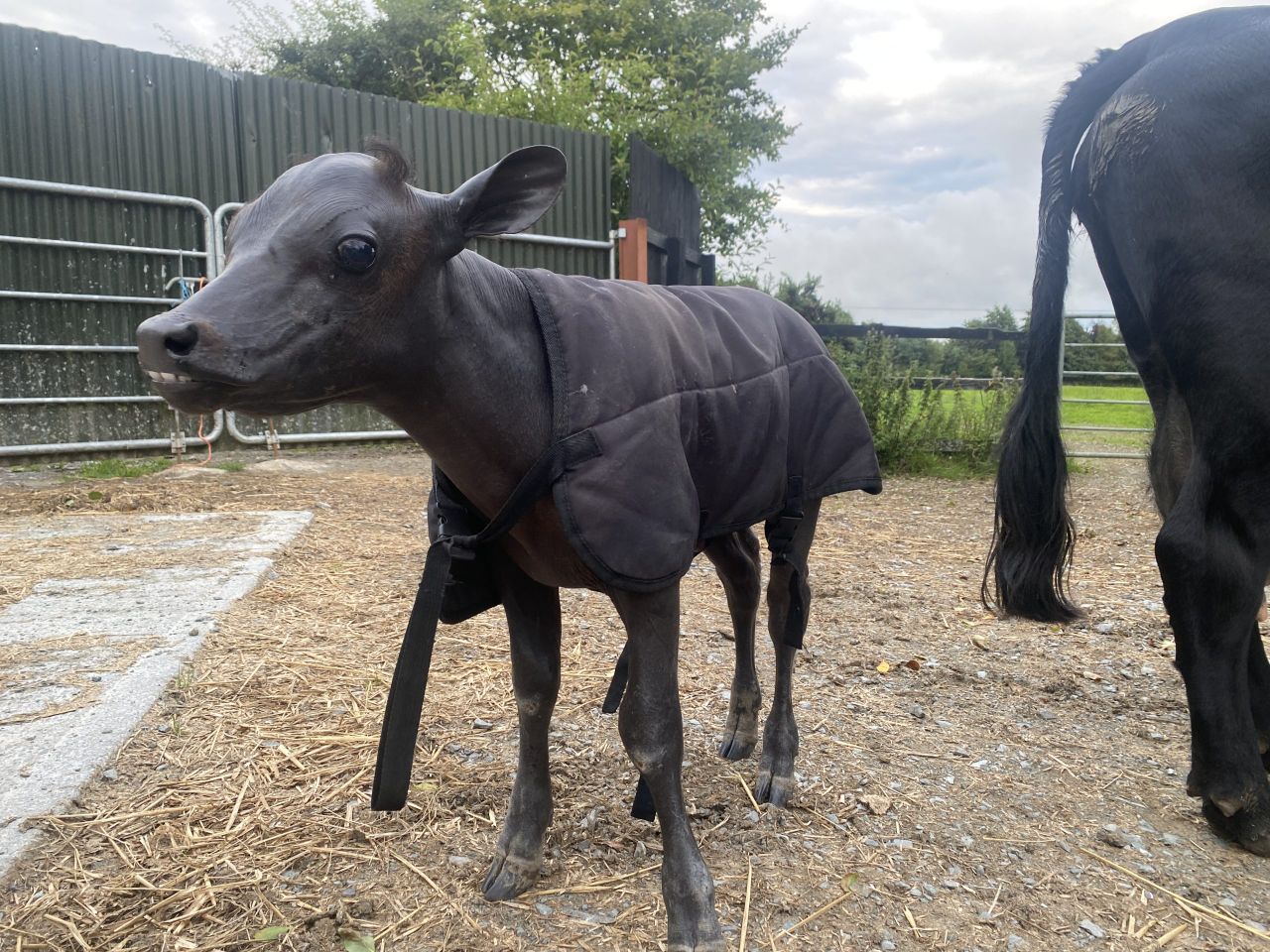 Meet the bald Co. Louth Dexter calf