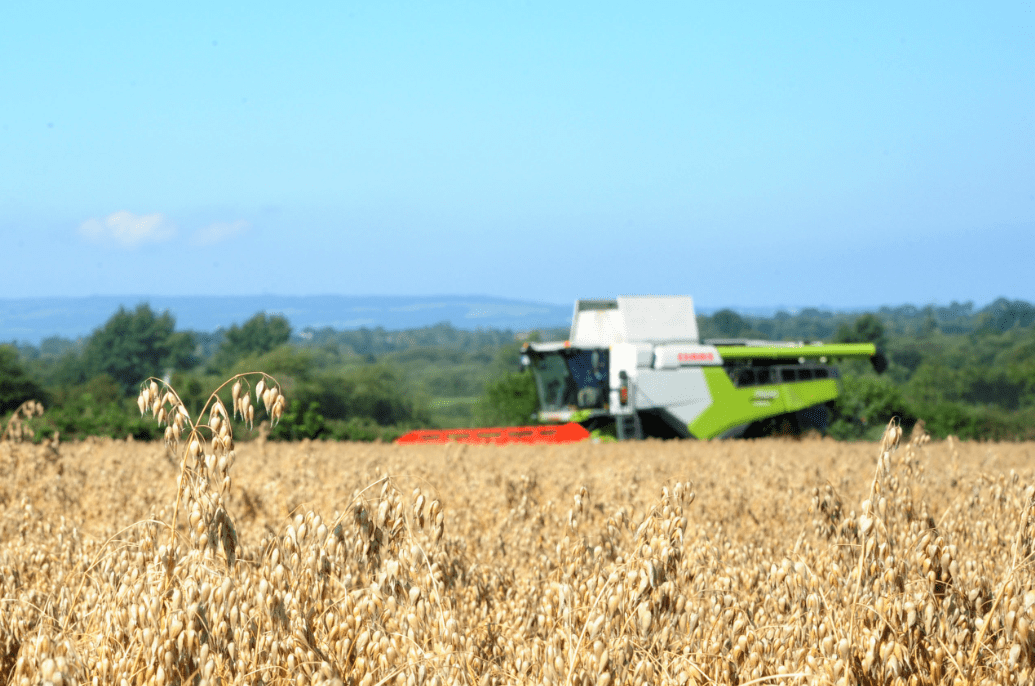Are rolled oats an effective option for finishing beef cattle?