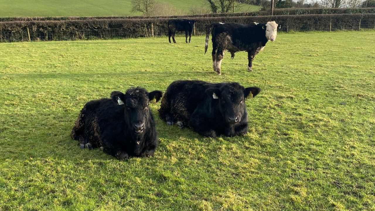 January dry spell: Is it too early to commence grazing?