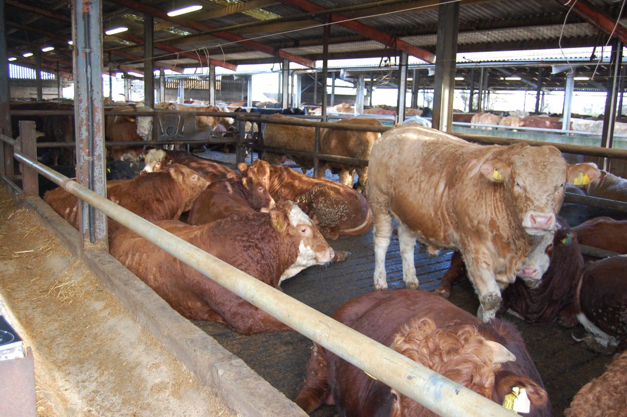 Feedlots most at fault for sending dirty cattle to slaughter