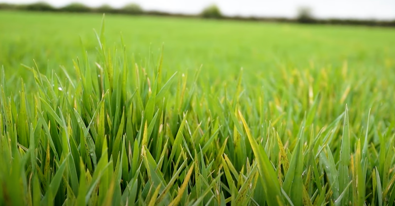 Crops Watch: Biostimulants and reducing ramularia in barley