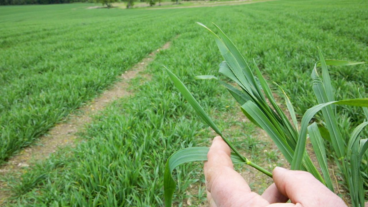 CROPS WATCH: Straight forward T2 on winter wheat