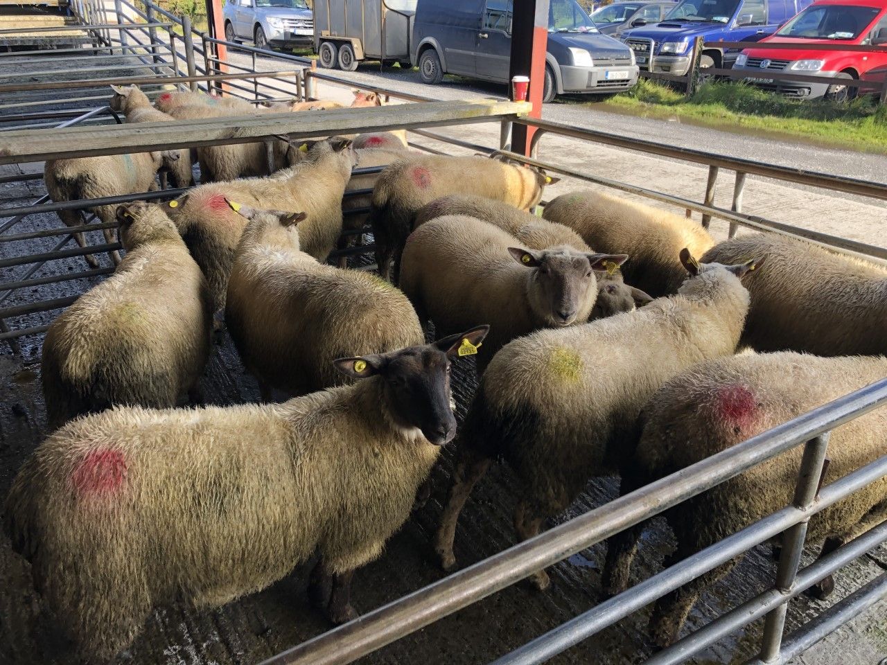 'Lamb prices move on another 10c/kg to €7.50/kg'