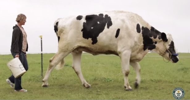 The shortest bull in the world record is held by an Irish Dexter