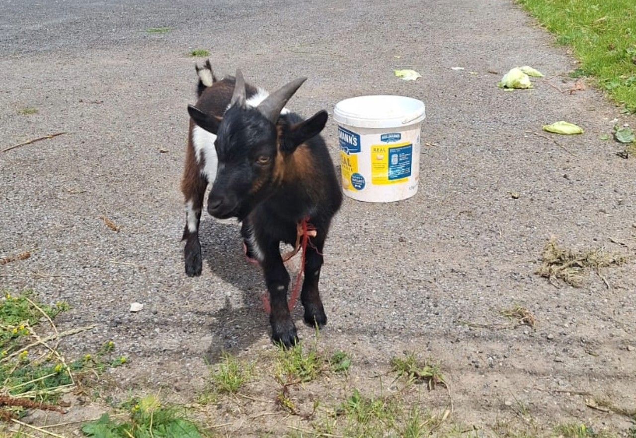 Heard the one about a pygmy goat found swimming in the River Shannon?