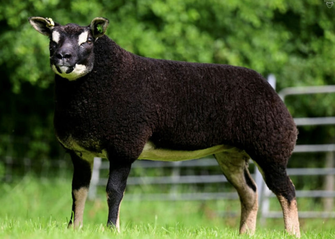 Breeder's Choice Summer Selection sale kicks off later