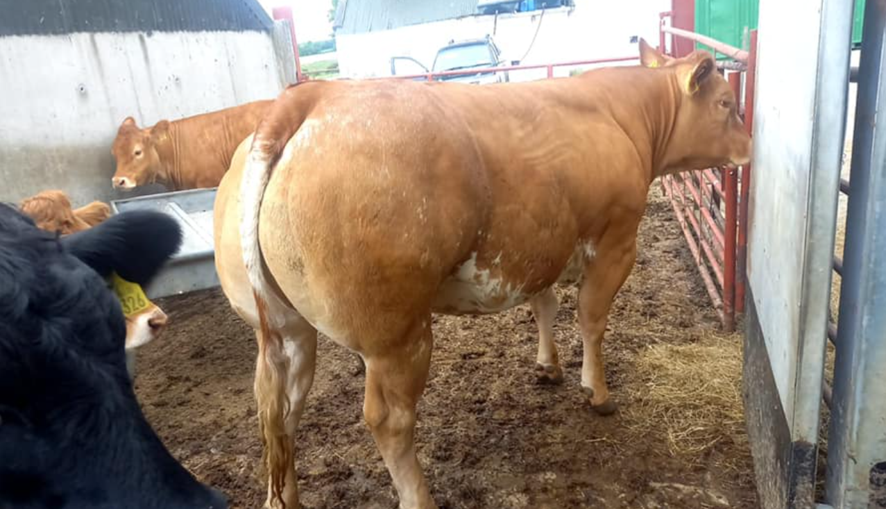 Limousin heifer takes top price at Carnew Mart