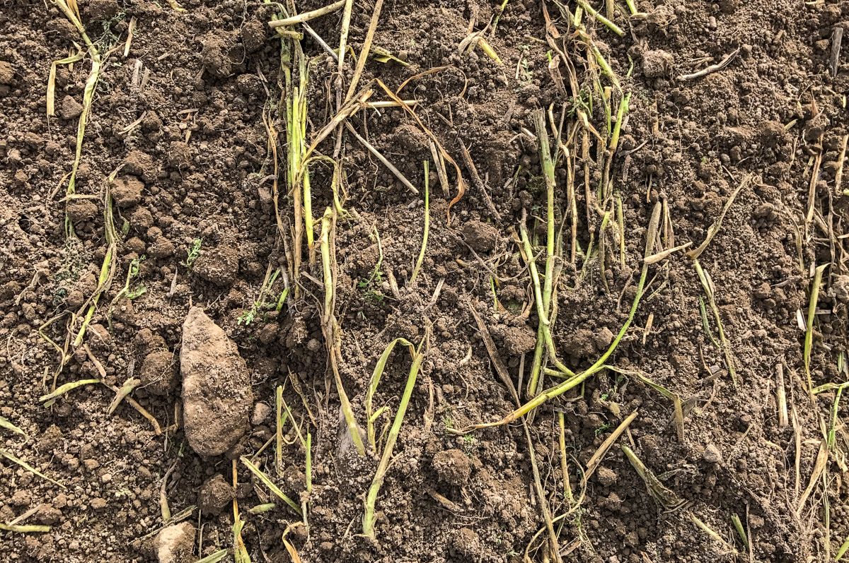 4 varieties of spring bean recommended for use in 2025