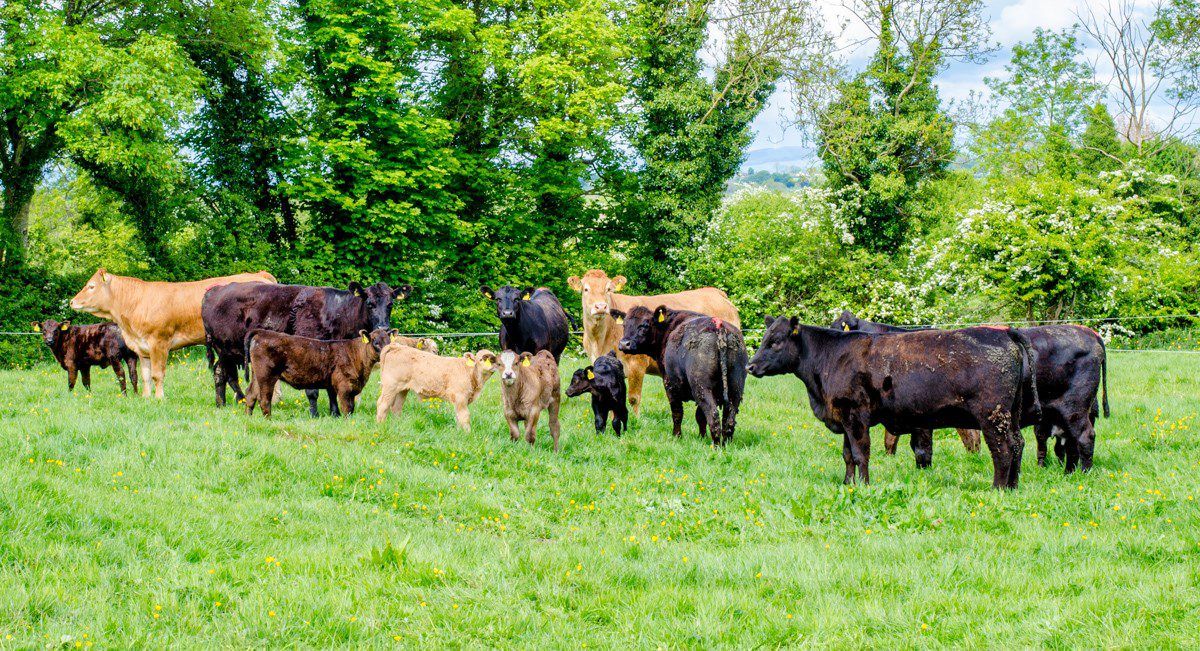 Agri-pharma firm Norbrook's profits soar in latest accounts