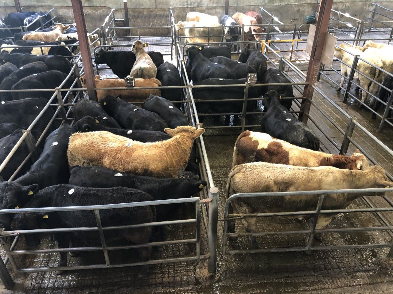 Video: 'Strong demand for store bullocks weighing 450-550kg' - Brendan Egan