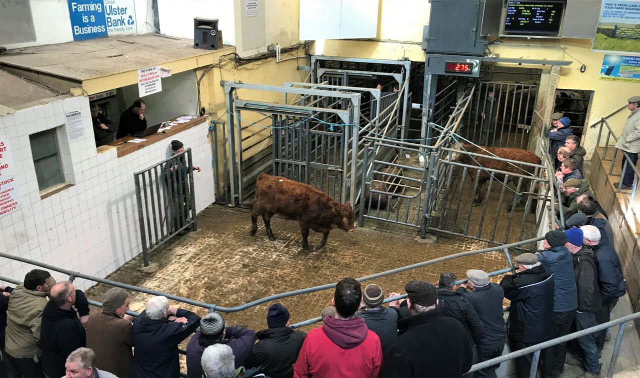 Pics and prices: Bullocks trade to a top price of €1,535 at Tullamore Mart