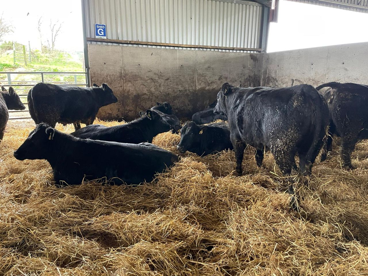 ABP Demo Farm: Cattle kill out results and farm update