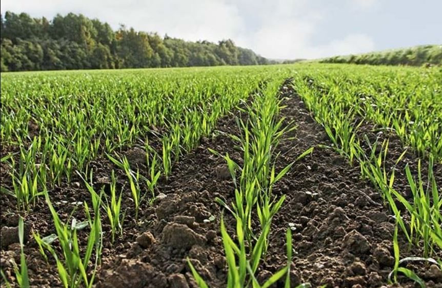 Keep an eye out for slugs in your winter cereal crops