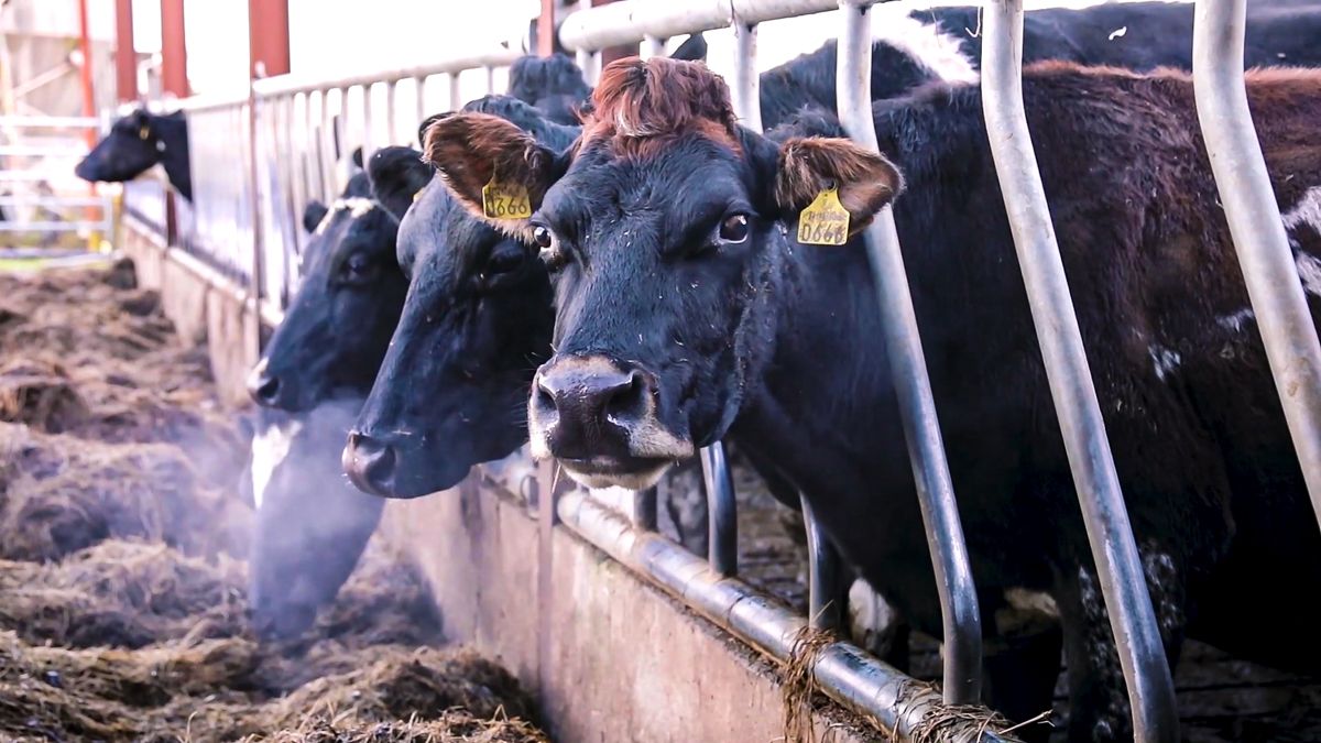 Jersey sires remain popular with customers - LIC