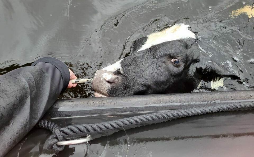 Heifer rescued from Lough Derg by scuba diving club