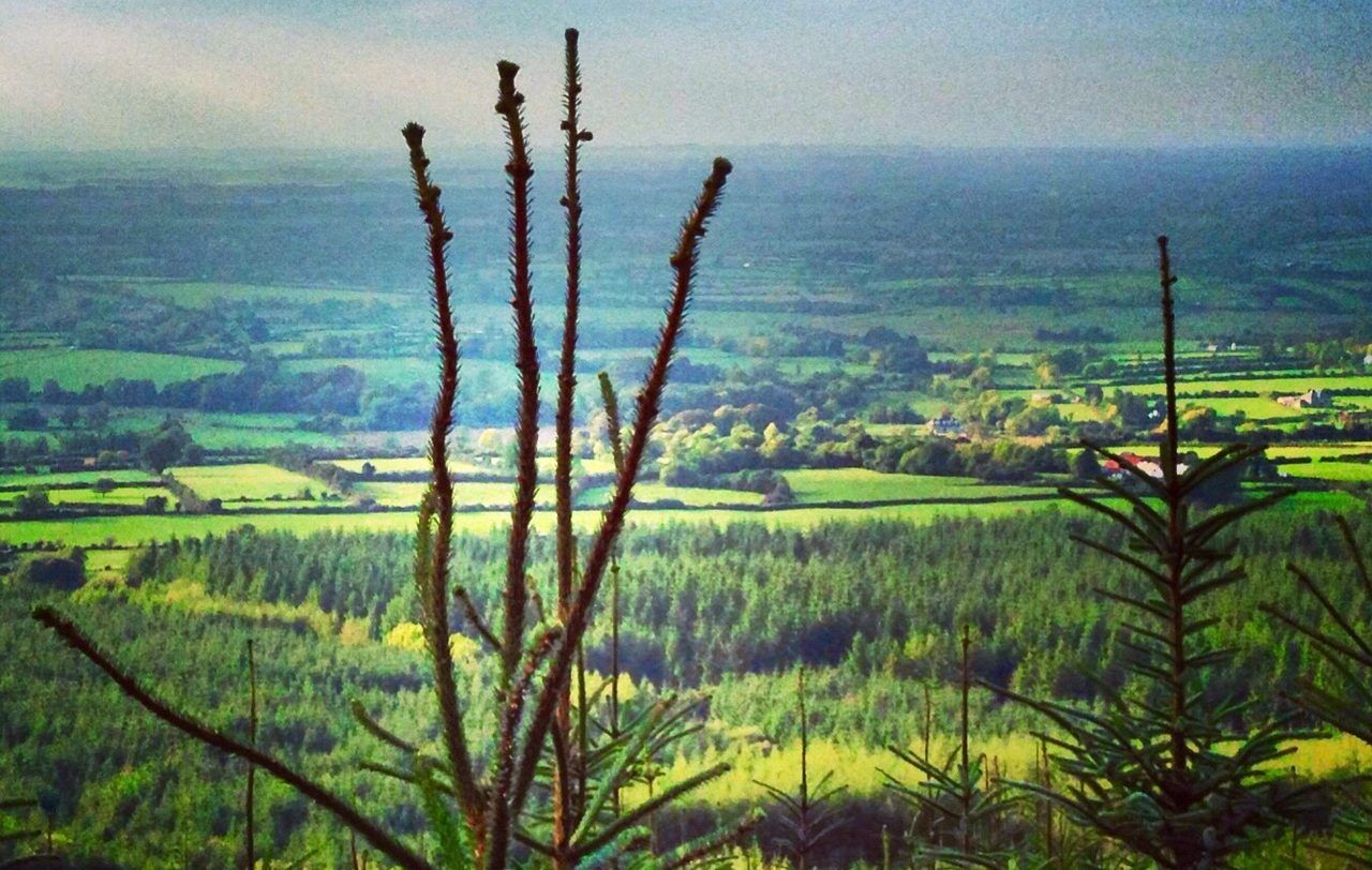 Northern Ireland’s forestry development sector in peril