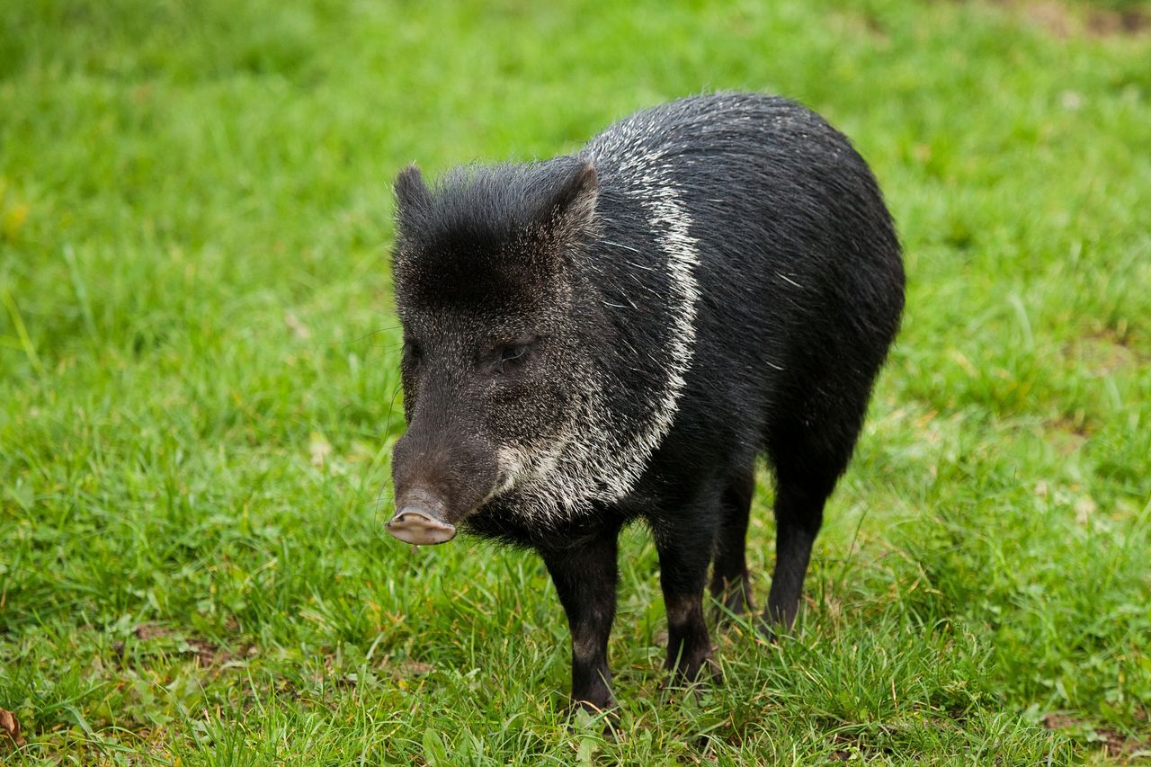 3 more cases of African swine fever in German wild boars