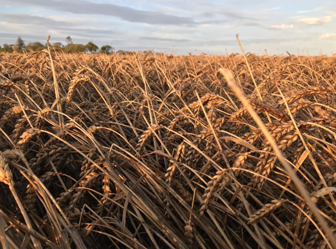 Weed control in winter cereals at early post-emergence