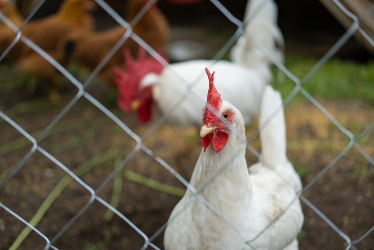 NI: New bird flu 'prevention zone' to be introduced next month
