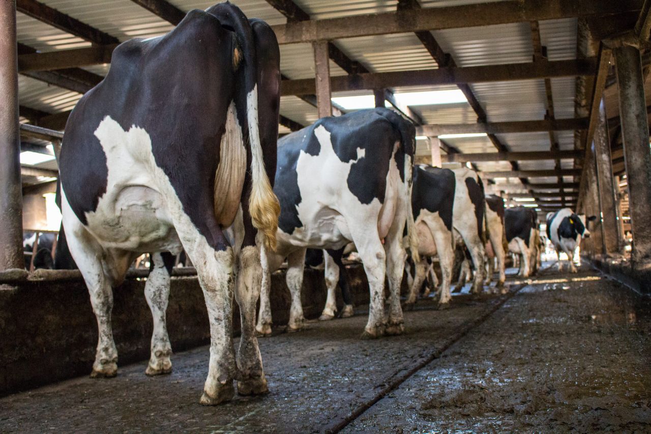 Moorepark: Dairy sustainability in the face of challenges