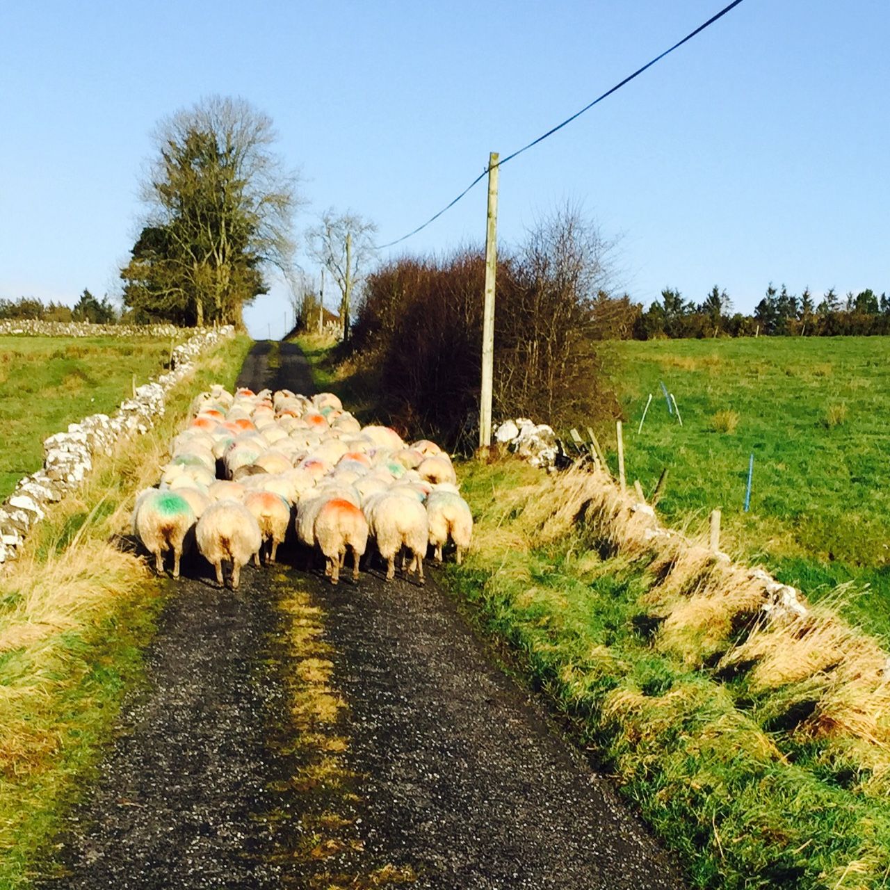 'All island co-operation vital in facing EU labelling regulations'