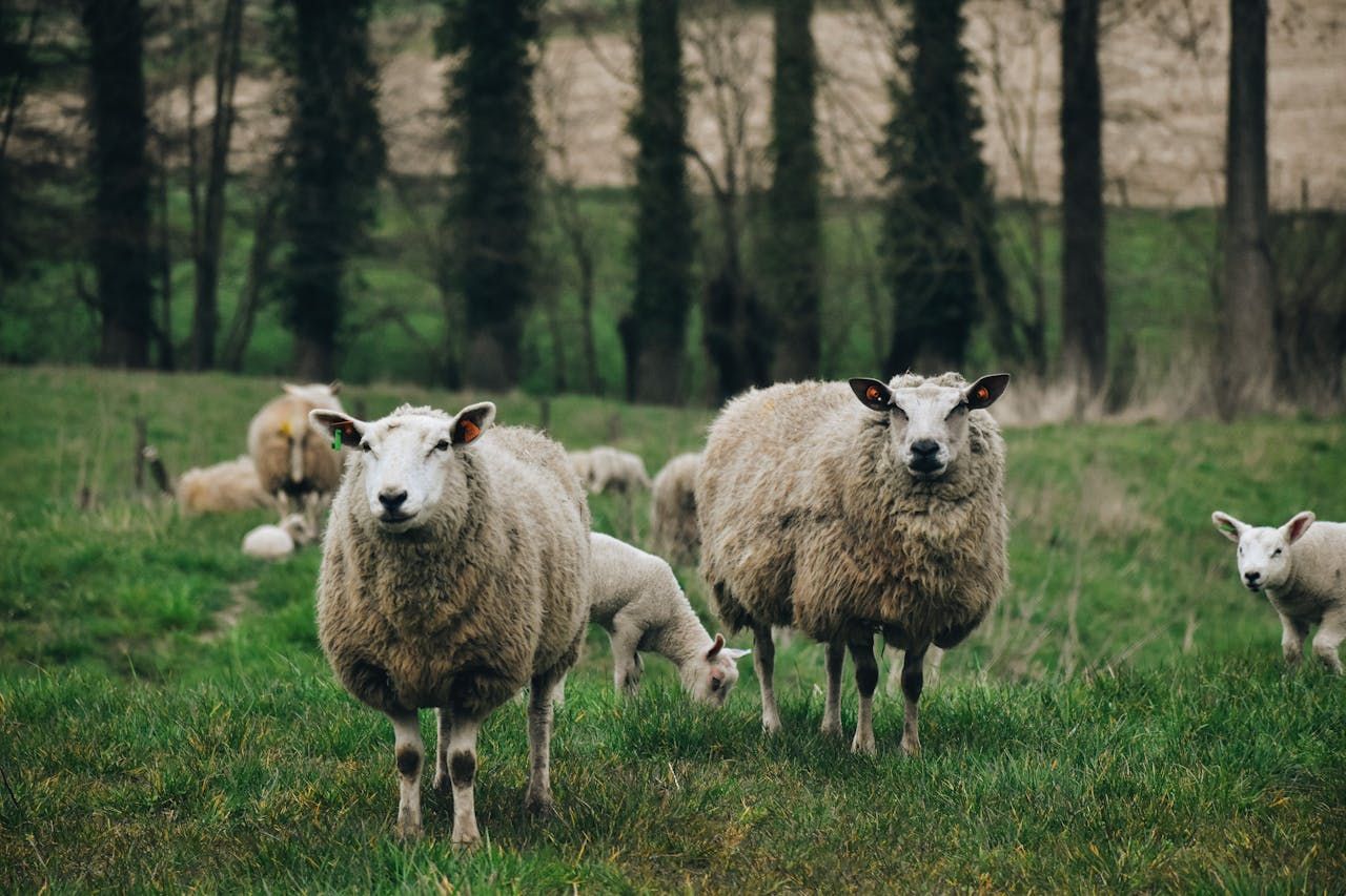 Reminder: Admin checks for Sheep Welfare Scheme to ensure payments