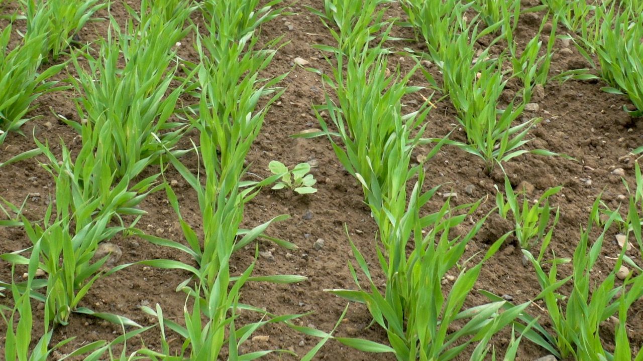 Tillage: Controlling slugs and BYDV