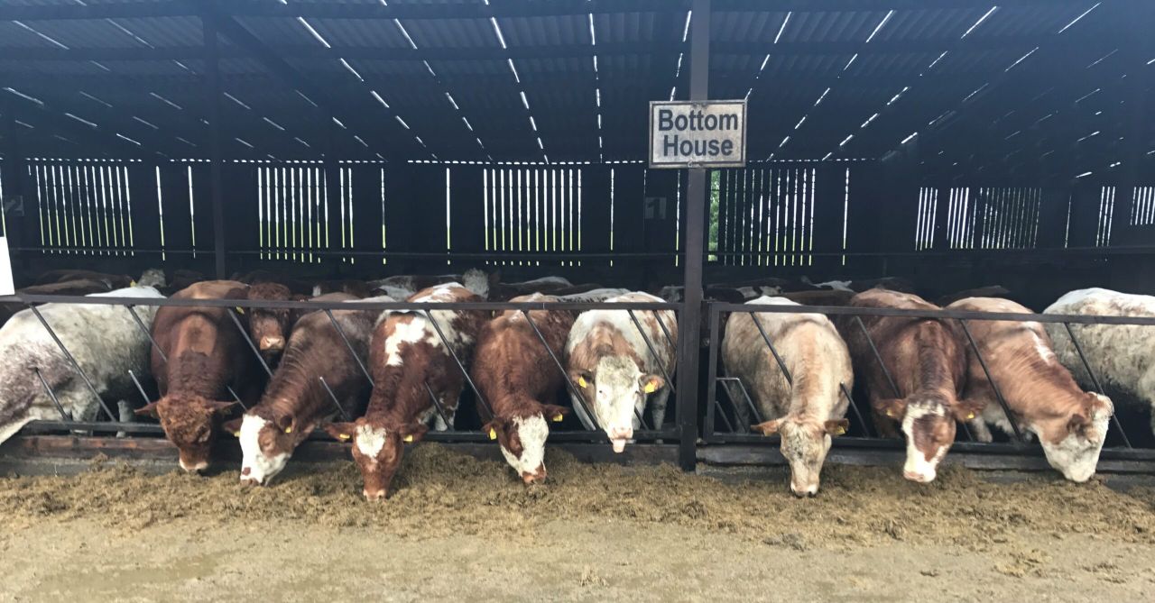 Beef focus: Close to 800 cattle on show at Jalex herd open day