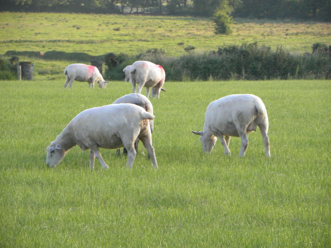 Breeding from ewe lambs; the factors affecting performance - Teagasc