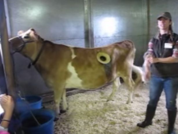 Holy cow: Window in cow's side shows what cud happen during digestion!