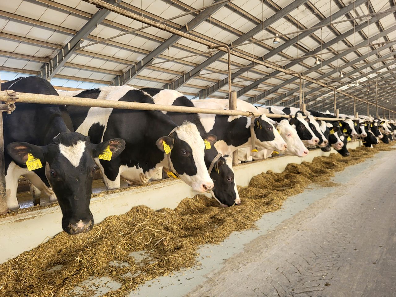 Dairy Focus: Making changes to futureproof Hungary farm