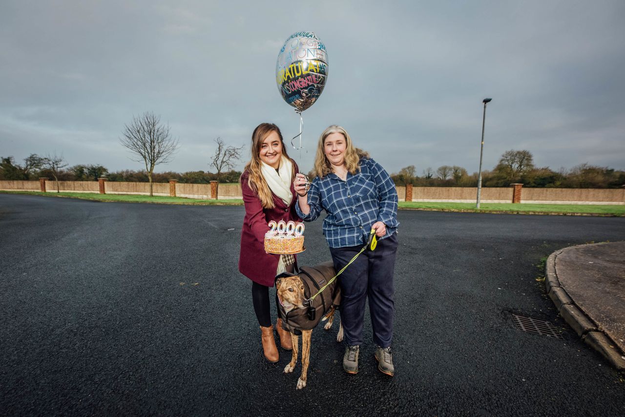 Record number of retired greyhounds find their forever homes