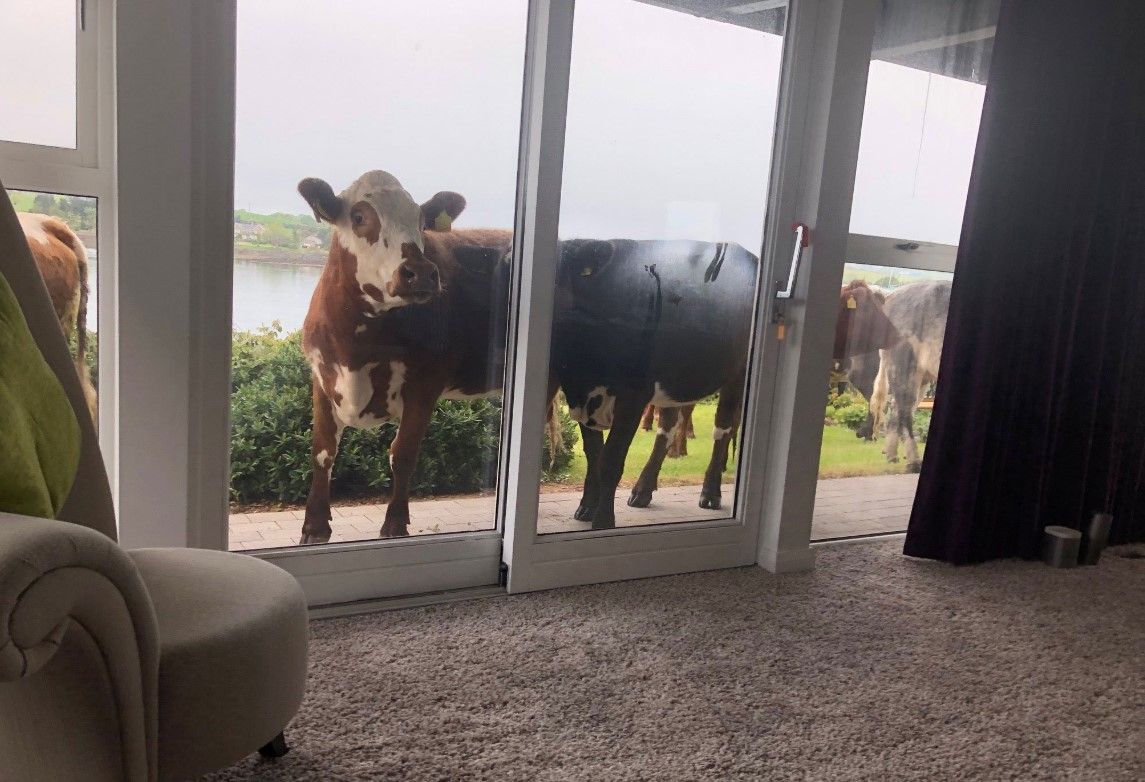 'Thought I was getting raided': Broadcaster on bovine break-in