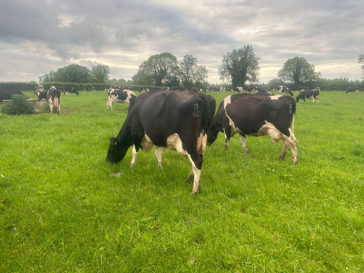 Dairygold offers €15/t rebate on dairy and beef feeds