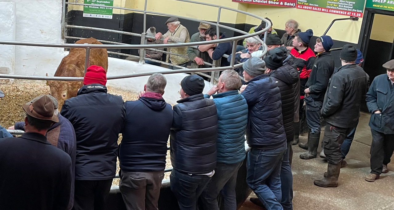 Nearly 500,000 cattle traded through dealers and agents in 2023