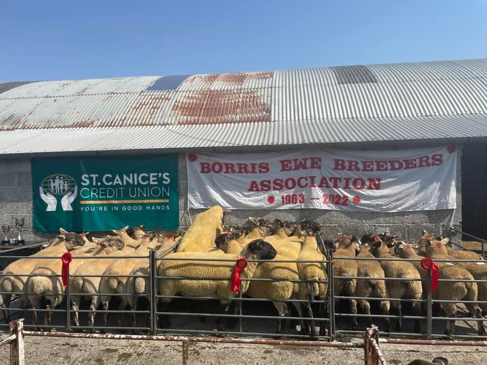 Lively trade at Borris Ewe Breeders’ second sale