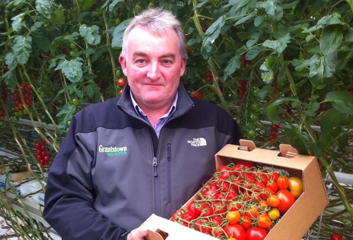 'We're a dying breed' - Irish tomato grower