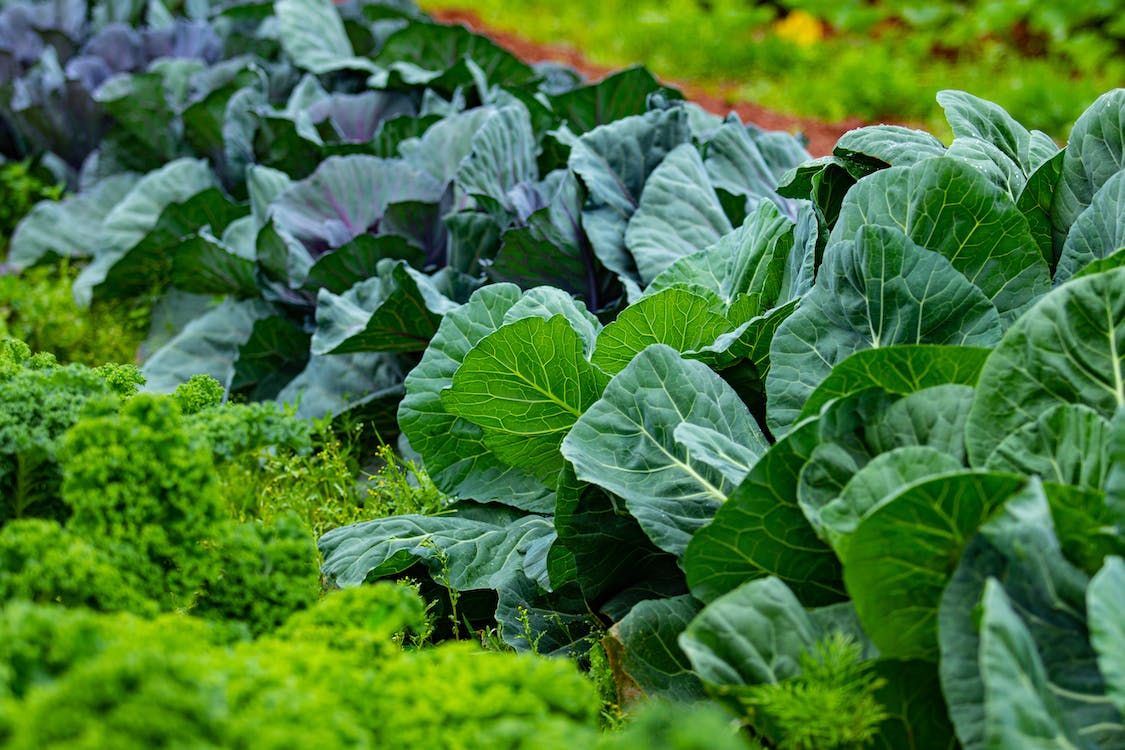 Growers tell minister that retailers want 'lowest price'