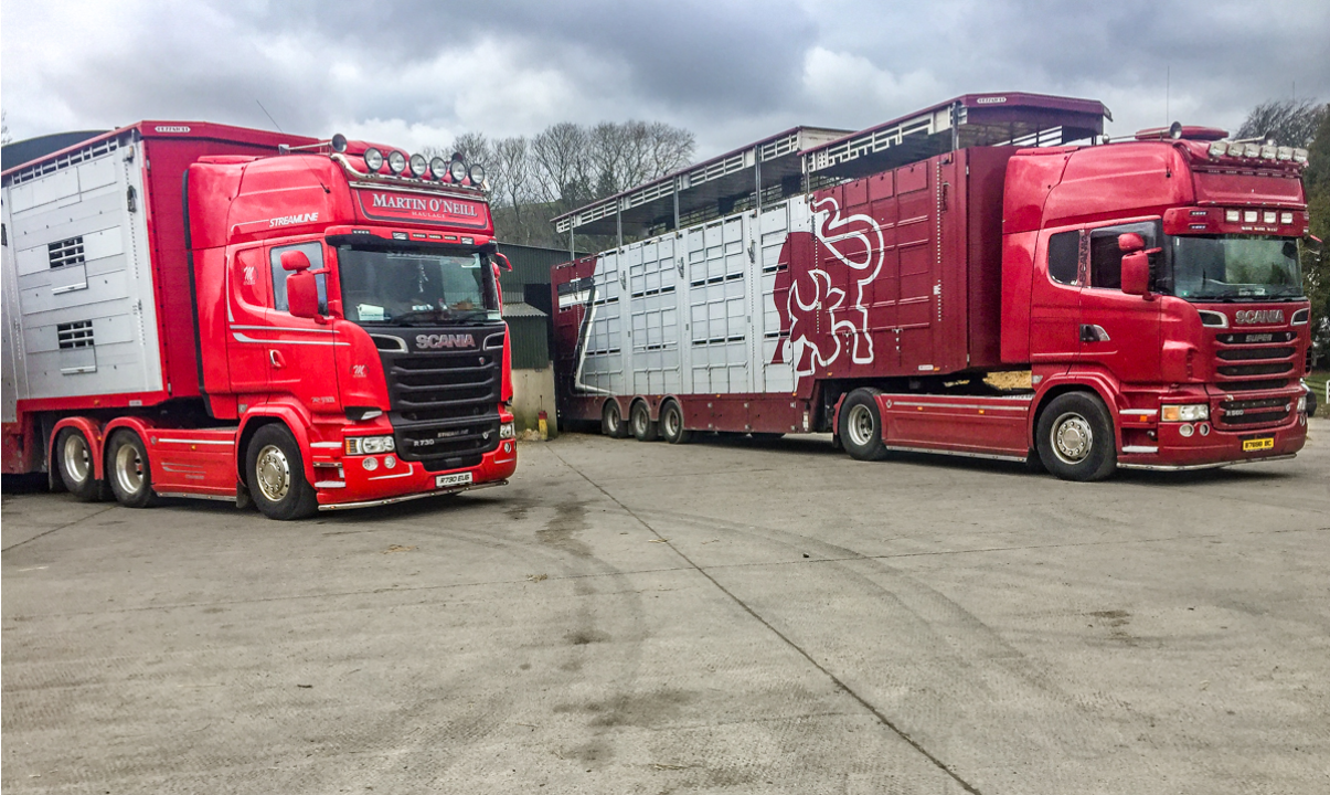 Irish cattle exports surpass 350,000 head in record year