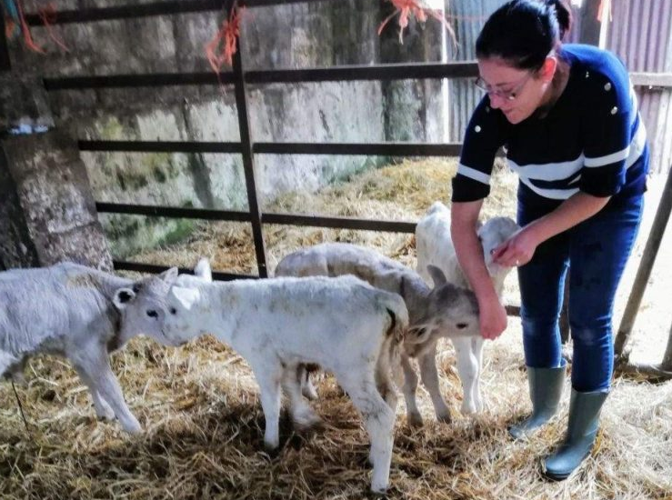 4 calves survive quintuplet birth in Kerry