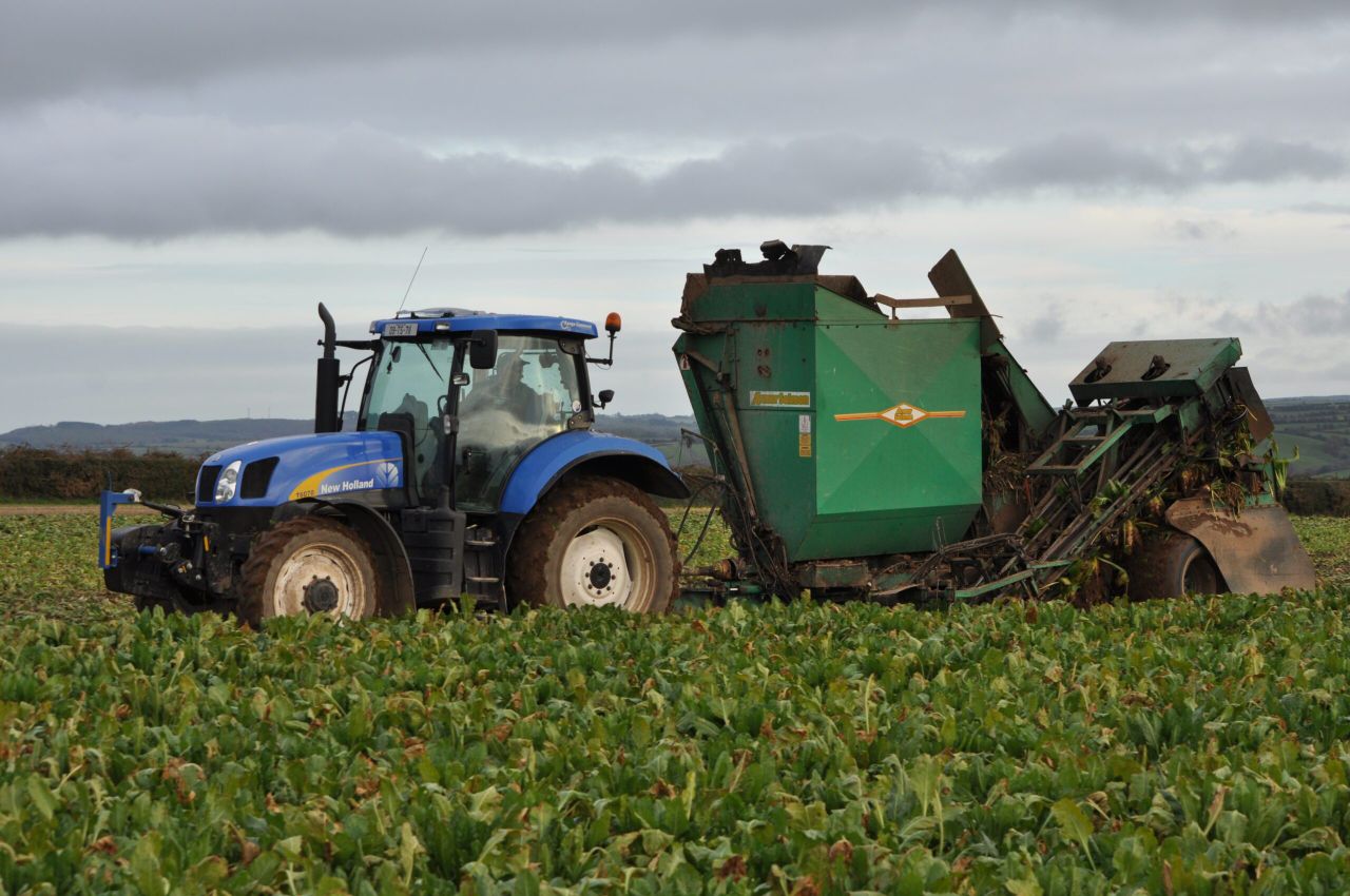 'Mixing beet and maize in the pit growing in popularity'