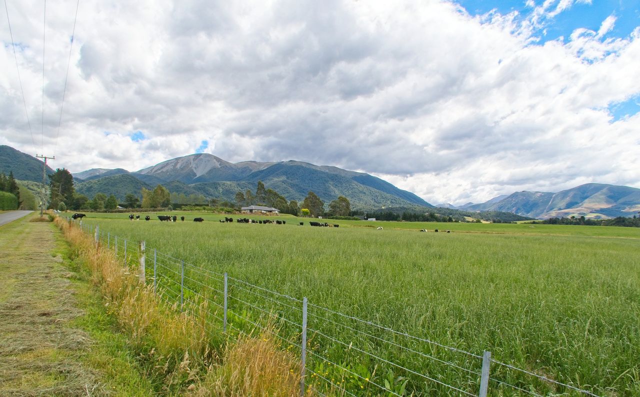 Fewer dairy cattle and sheep registered in NZ