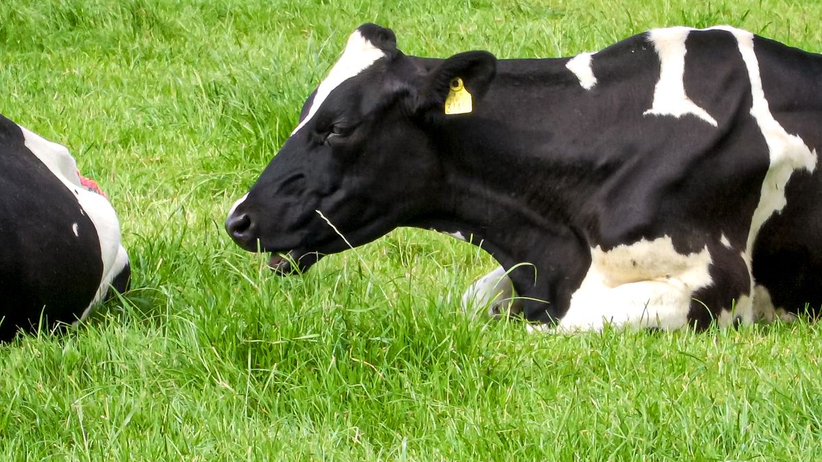 Methane reduction targets must account for food security - UL study
